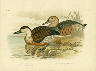 Whistling Tree Duck Or Wandering Whistling-Duck, 1891 by Gracius Broinowski